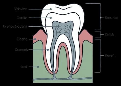 Anatómia zuba: sklovina, dentín, dreňová dutina, cement, korunka, krček a koreň